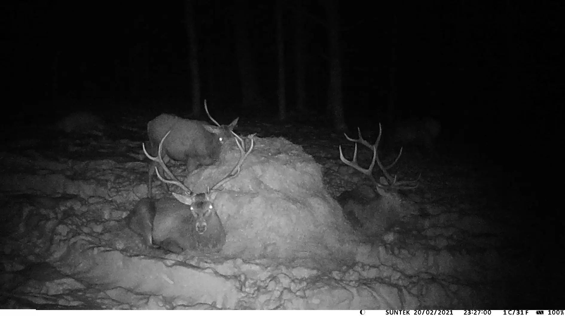 20MP 1080P Outdoor Hunting Trail Camera Wildlife Infrared Night Vision Motion Activated IP65 Waterproof Trap Wild Surveillance