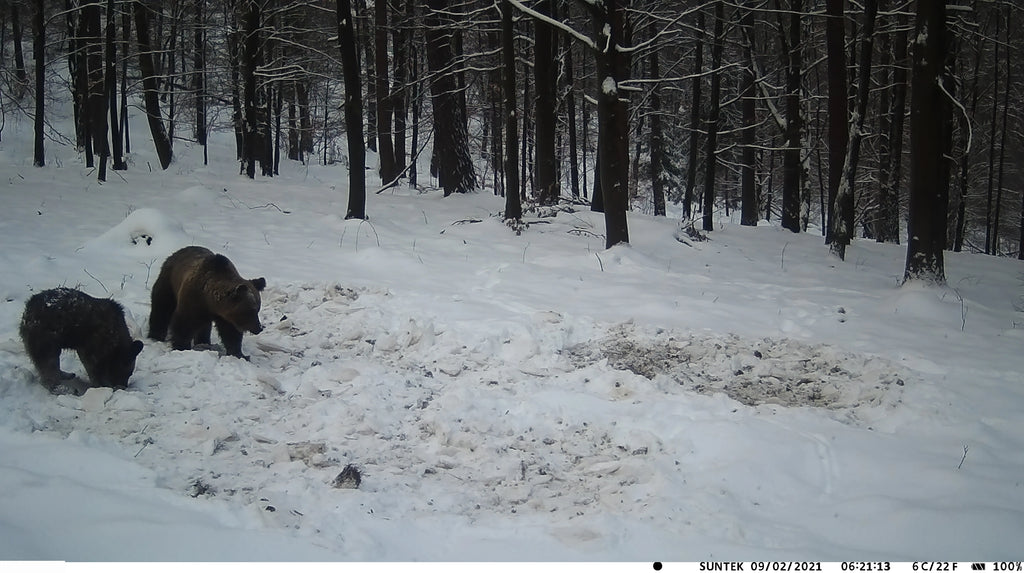 20MP 1080P Outdoor Hunting Trail Camera Wildlife Infrared Night Vision Motion Activated IP65 Waterproof Trap Wild Surveillance