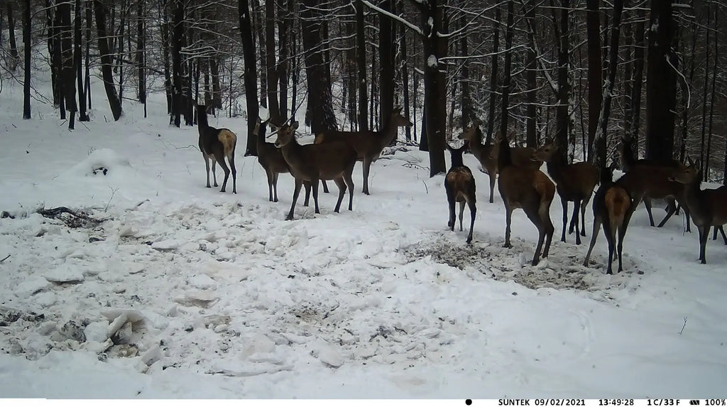 20MP 1080P Outdoor Hunting Trail Camera Wildlife Infrared Night Vision Motion Activated IP65 Waterproof Trap Wild Surveillance